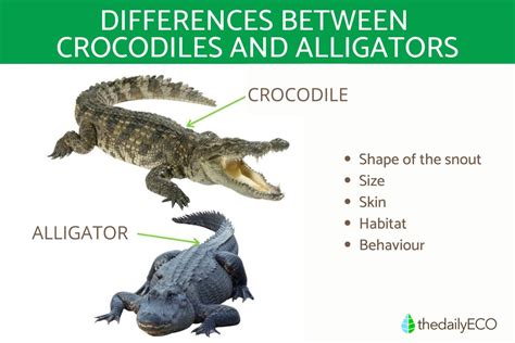 What's the difference between alligators and crocodiles. Things To Know About What's the difference between alligators and crocodiles. 